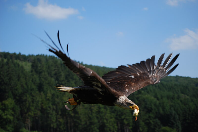Bald Eagle in Flight — Brown, Dynamic, Afternoon, Photograph, Forest
