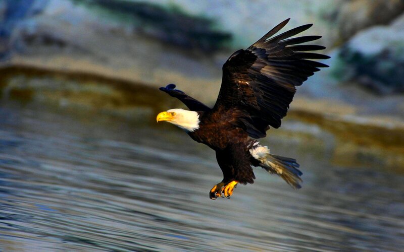 Bald Eagle in Flight — Brown, Dynamic, Afternoon, Photograph