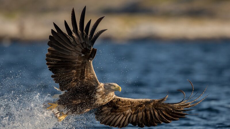 Bald Eagle in Flight — Brown, Dynamic, Afternoon, Photograph, Water
