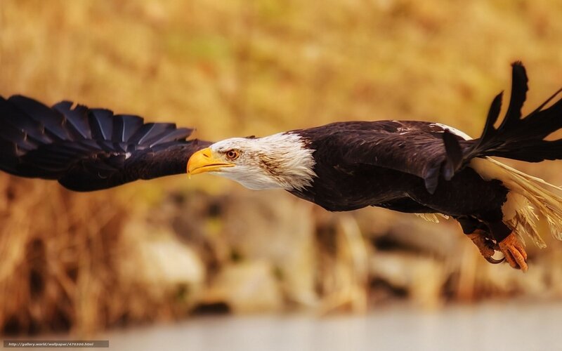 Bald Eagle in Flight — Brown, Dynamic, Afternoon, Photograph, Wings, Beak