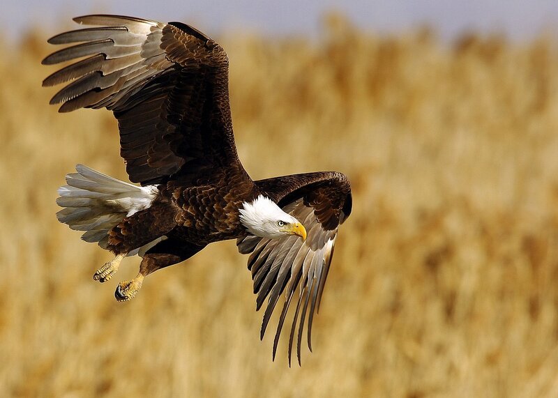 Bald Eagle in Flight — Brown, Dynamic, Afternoon, Photograph, Wings, Tail Feathers