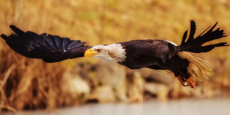 Bald Eagle in Flight — Brown, Dynamic, Afternoon, Photograph, Wings