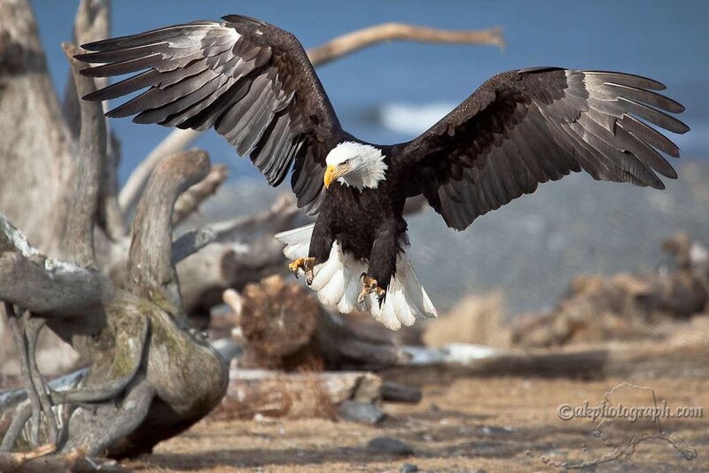 Bald Eagle in Flight — Brown, Dynamic, Afternoon