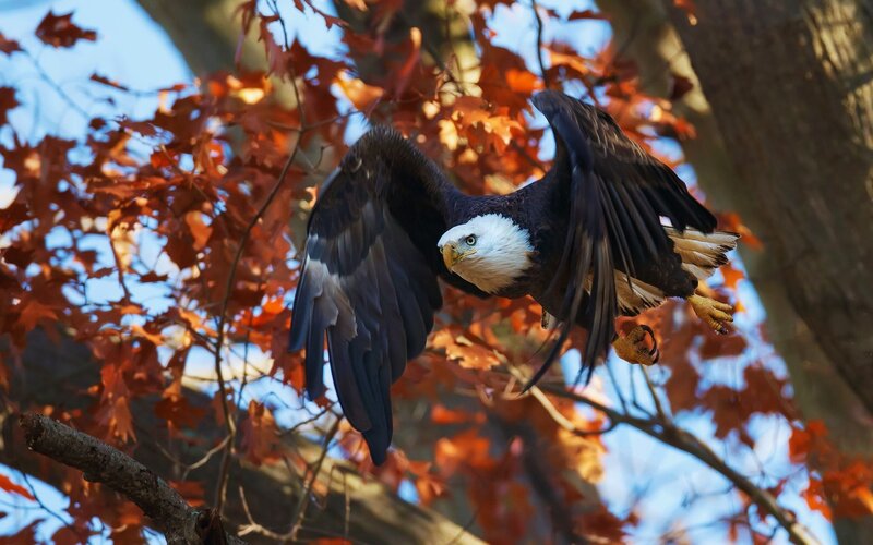 Bald Eagle in Flight — Brown, Dynamic, Autumn, Photograph