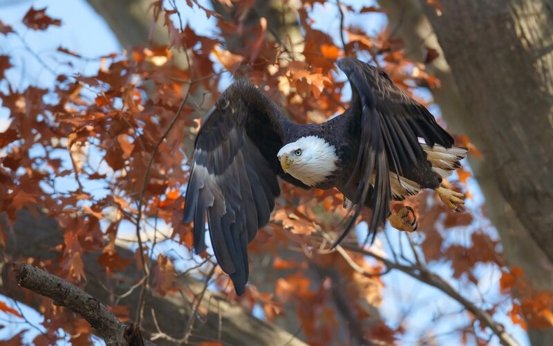 Bald Eagle in Flight — Brown, Dynamic, Autumn, Photograph, Tree