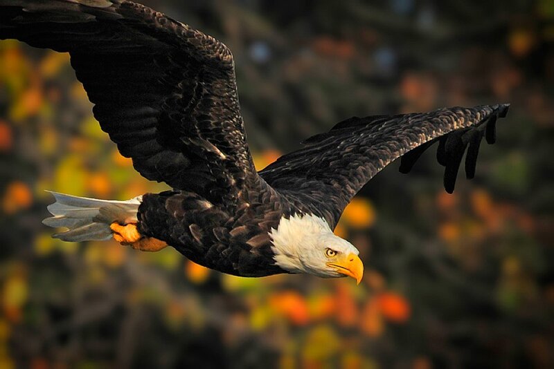 Bald Eagle in Flight — Brown, Dynamic, Autumn