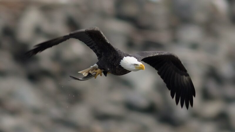 Bald Eagle in Flight — Brown, Dynamic, Photograph, Fish