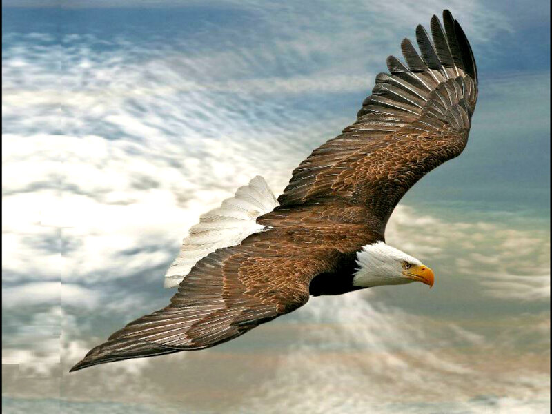 Bald Eagle in Flight — Brown, Dynamic, Photograph, Sky, Clouds