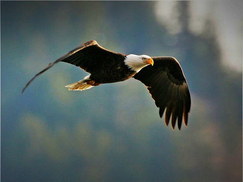 Bald Eagle in Flight — Brown, Dynamic, Photograph, Sky, Forest