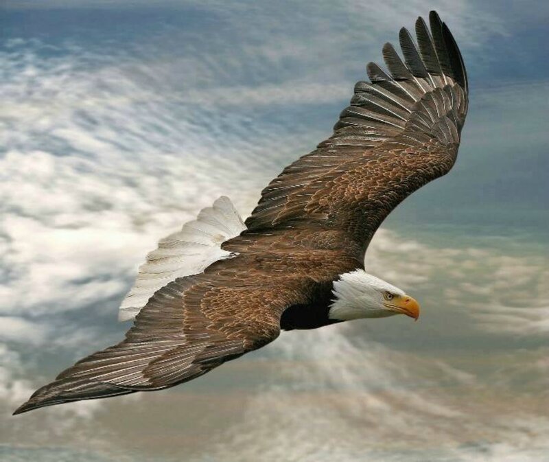 Bald Eagle in Flight — Brown, Dynamic, Photograph, Sky, Ocean
