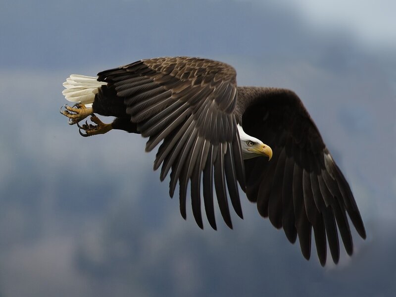 Bald Eagle in Flight — Brown, Dynamic, Photograph, Sky, Wings, Claws