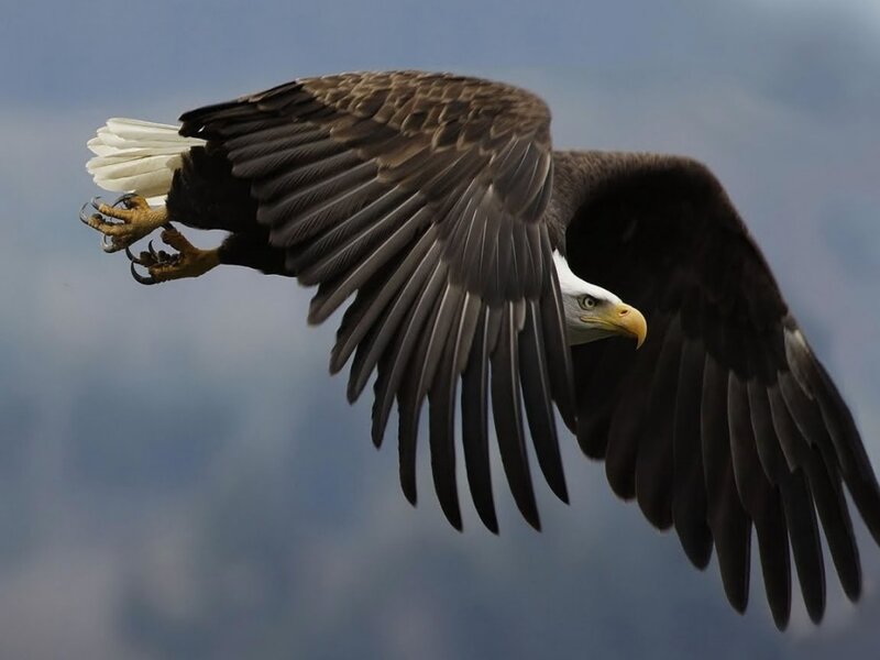 Bald Eagle in Flight — Brown, Dynamic, Photograph, Sky, Wings