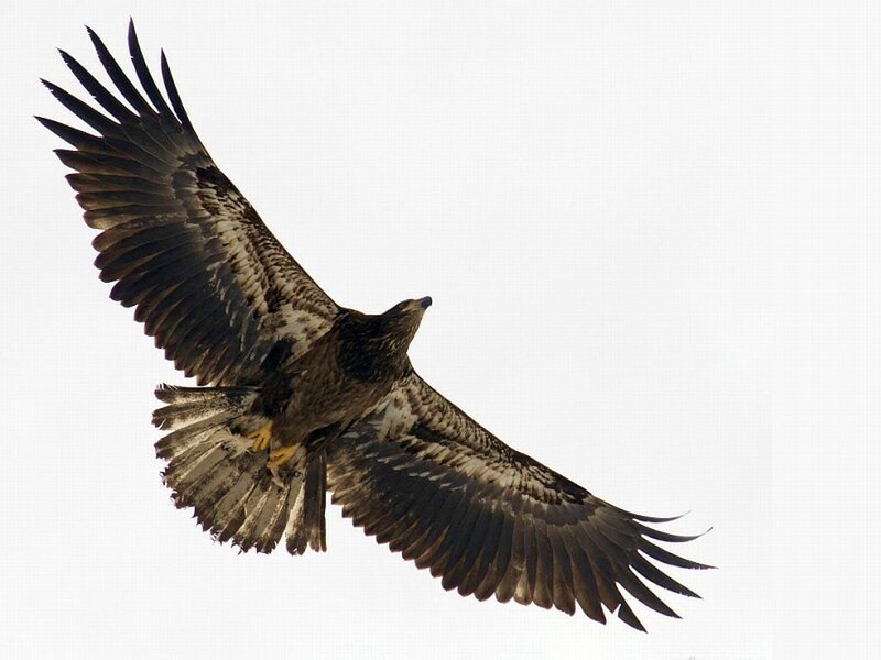 Bald Eagle in Flight — Brown, Dynamic, Photograph