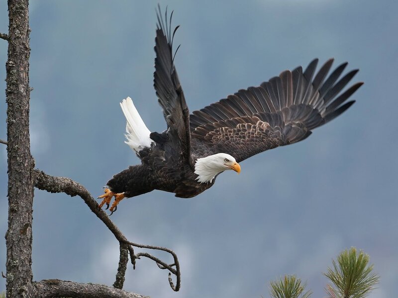 Bald Eagle in Flight — Brown, Dynamic, Photograph, Tree Branch