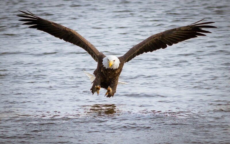 Bald Eagle in Flight — Brown, Dynamic, Photograph, Water