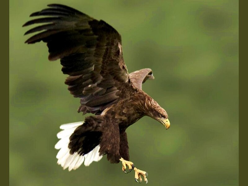 Bald Eagle in Flight — Brown, Dynamic, Photograph, Wings, Beak