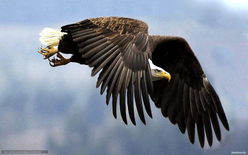 Bald Eagle in Flight — Brown, Dynamic, Photograph, Wings, Sky