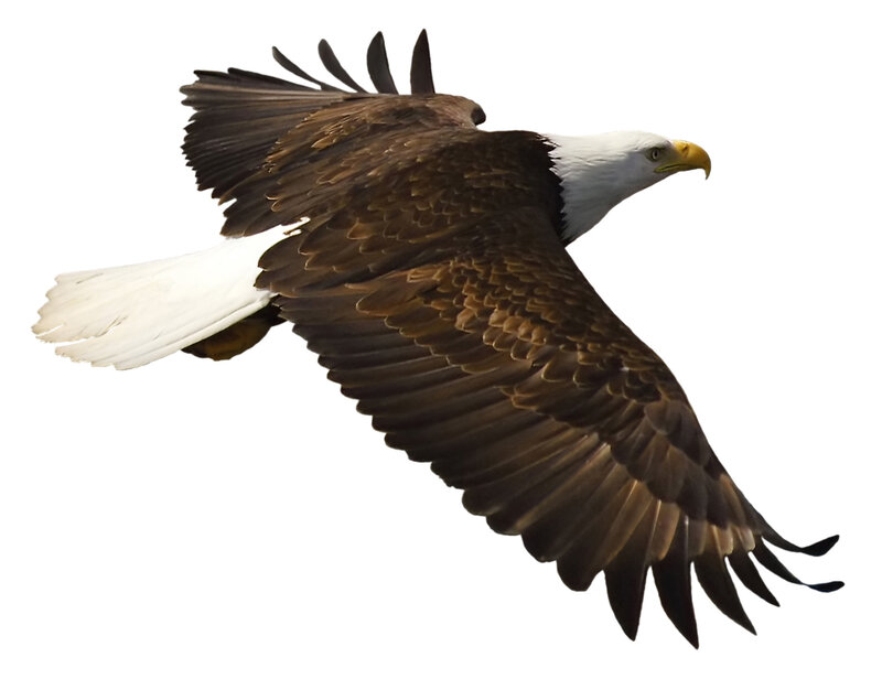 Bald Eagle in Flight — Brown, Dynamic, Photograph, Wings