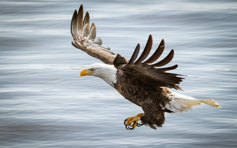 Bald Eagle in Flight — Brown, Dynamic, Photograph, Wings, Water, Beak
