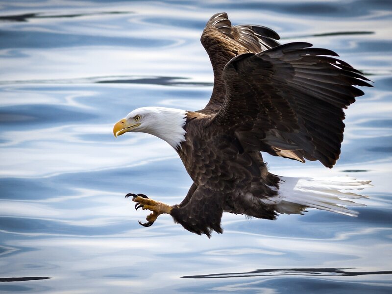 Bald Eagle in Flight — Brown, Dynamic, Photograph, Wings, Water