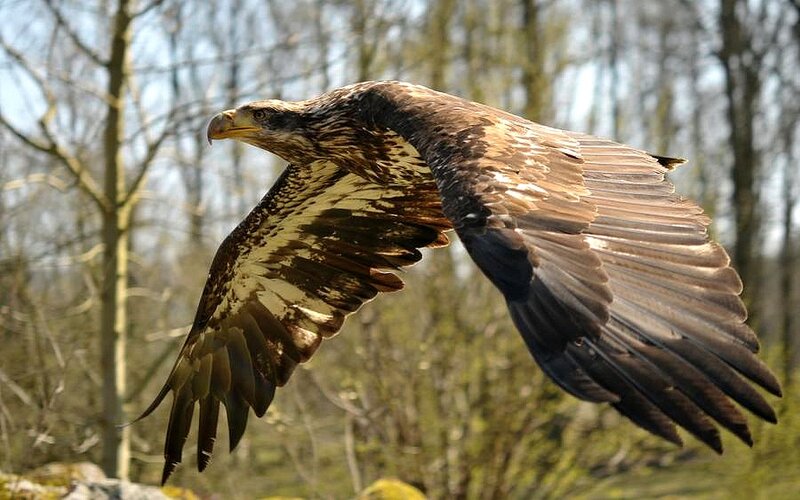 Bald Eagle in Flight — Brown, Dynamic, Spring