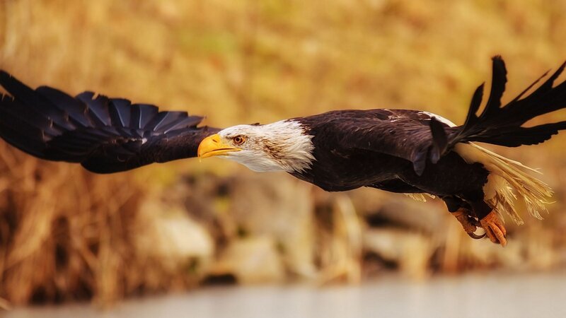 Bald Eagle in Flight — Brown, Dynamic, Sunset