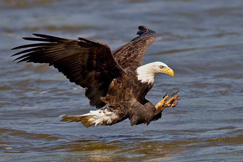 Bald Eagle in Flight — Brown, Dynamic