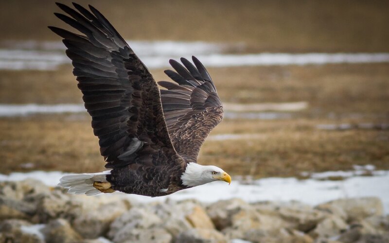 Bald Eagle in Flight — Brown, Dynamic, Winter, Photograph, Wings, Snow