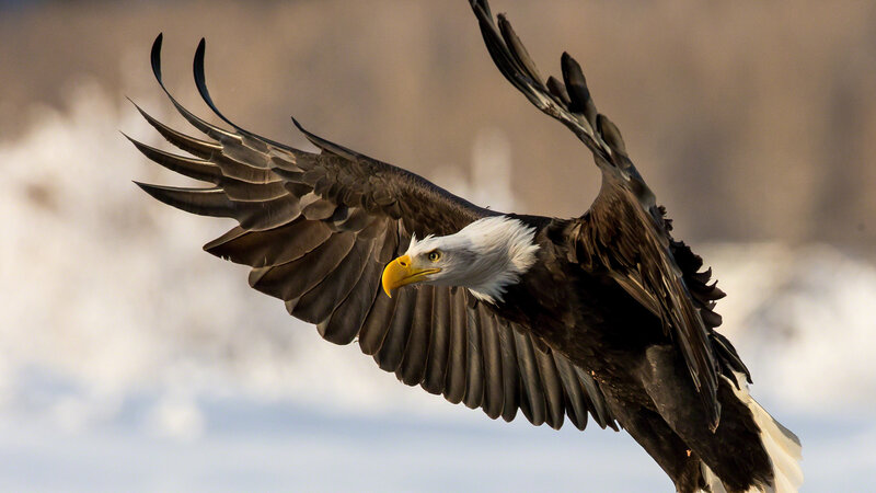 Bald Eagle in Flight — Brown, Dynamic, Winter, Photograph, Wings
