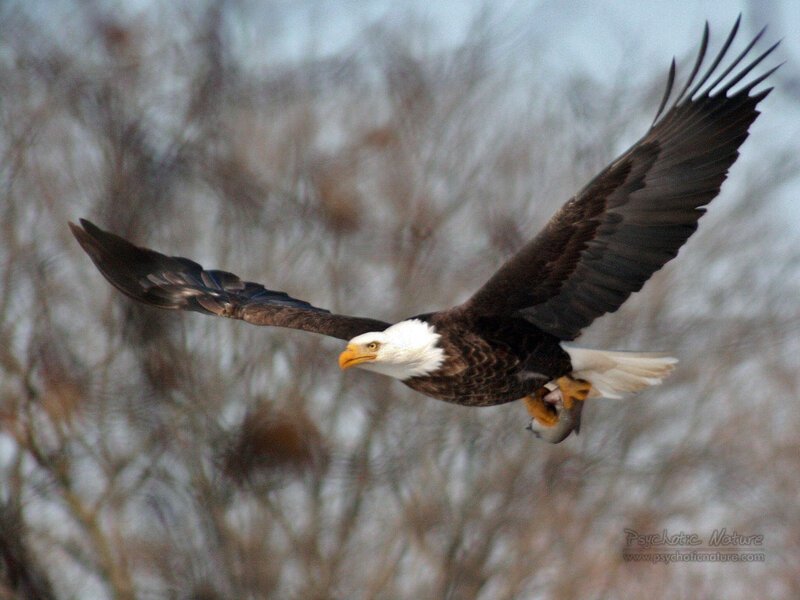 Bald Eagle in Flight — Brown, Dynamic, Winter