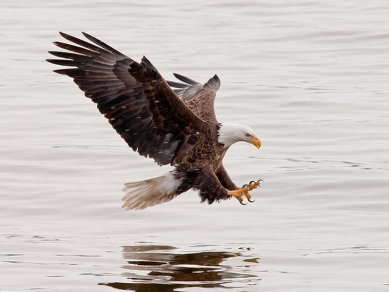 Bald Eagle in Flight — Brown, Focused