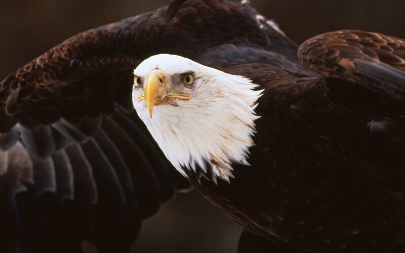 Bald Eagle in Flight — Brown, Intense, Photograph
