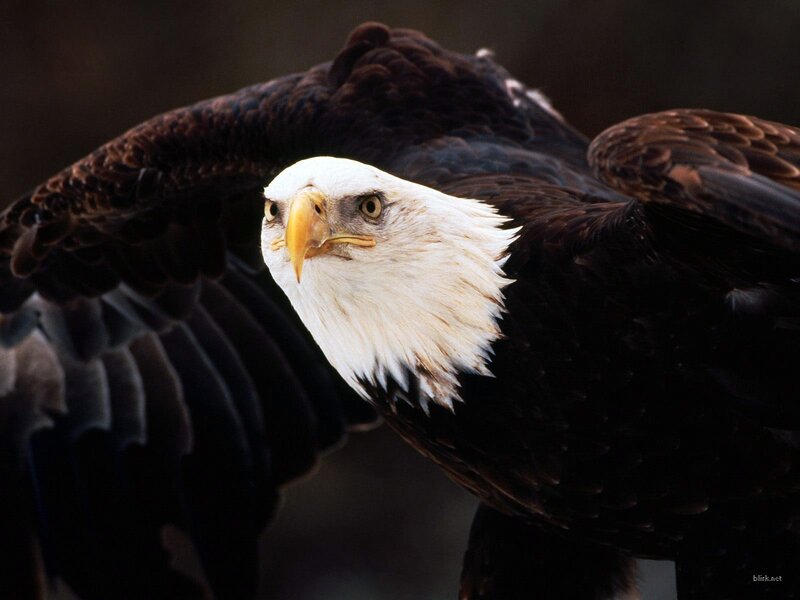 Bald Eagle in Flight — Brown, Intense, Photograph, Wings