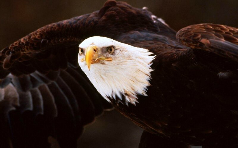 Bald Eagle in Flight — Brown, Intense