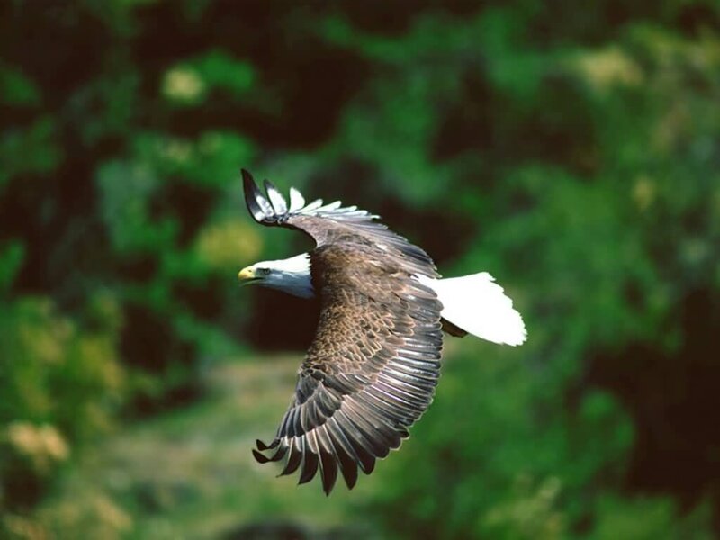 Bald Eagle in Flight — Brown, Natural, Afternoon, Photograph