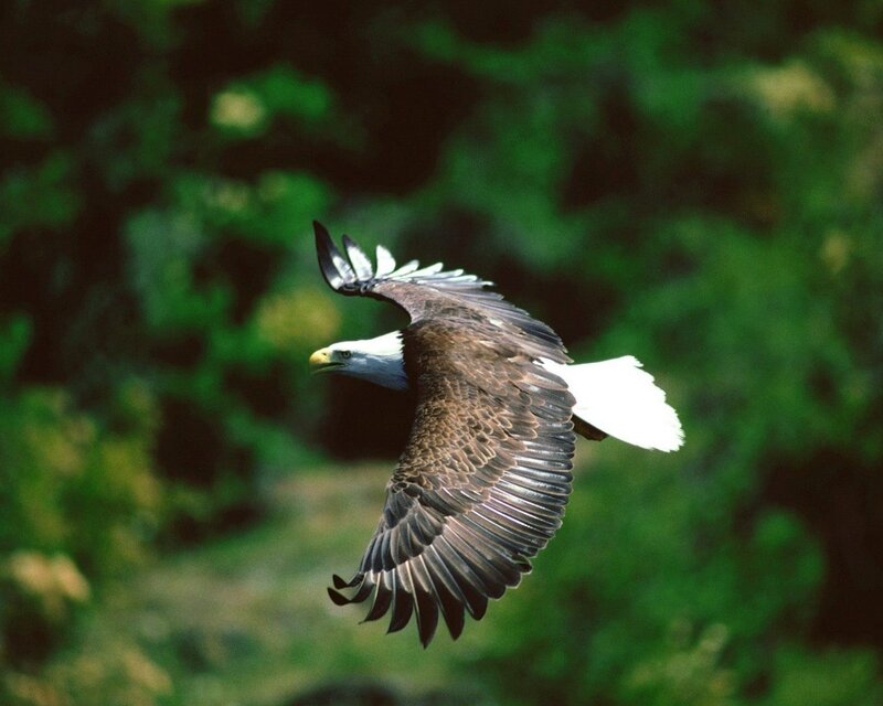 Bald Eagle in Flight — Brown, Natural, Afternoon