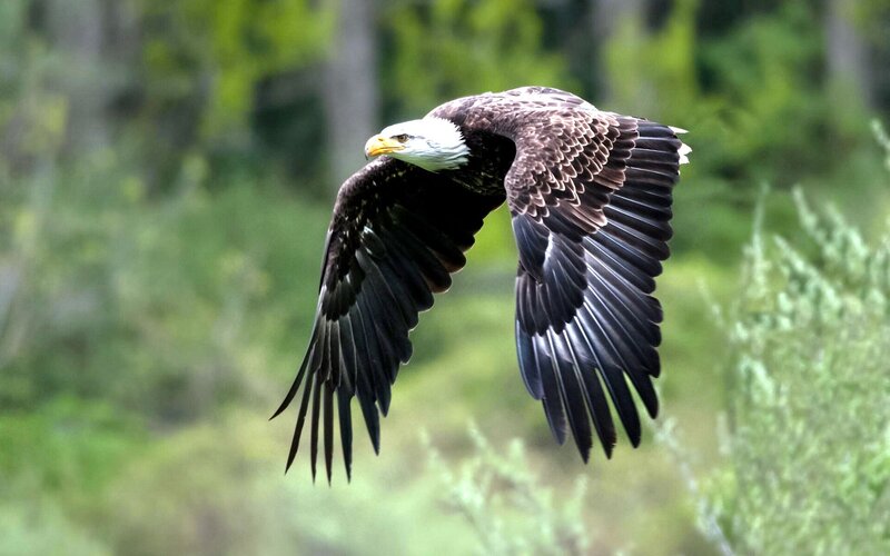 Bald Eagle in Flight — Brown, Natural