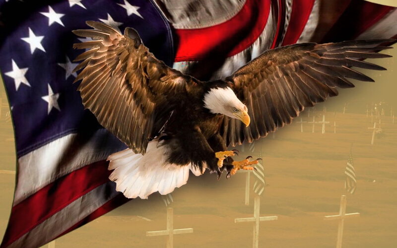 Bald Eagle in Flight — Brown, Patriotic, Photograph