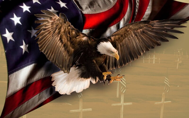 Bald Eagle in Flight — Brown, Patriotic