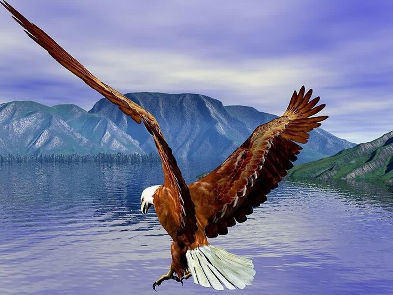 Bald Eagle in Flight — Brown, Serene, Afternoon, Digital Art