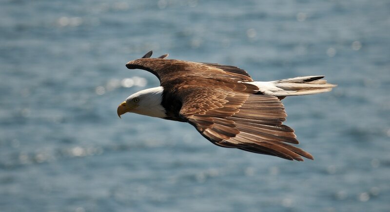 Bald Eagle in Flight — Brown, Serene, Afternoon, Photograph