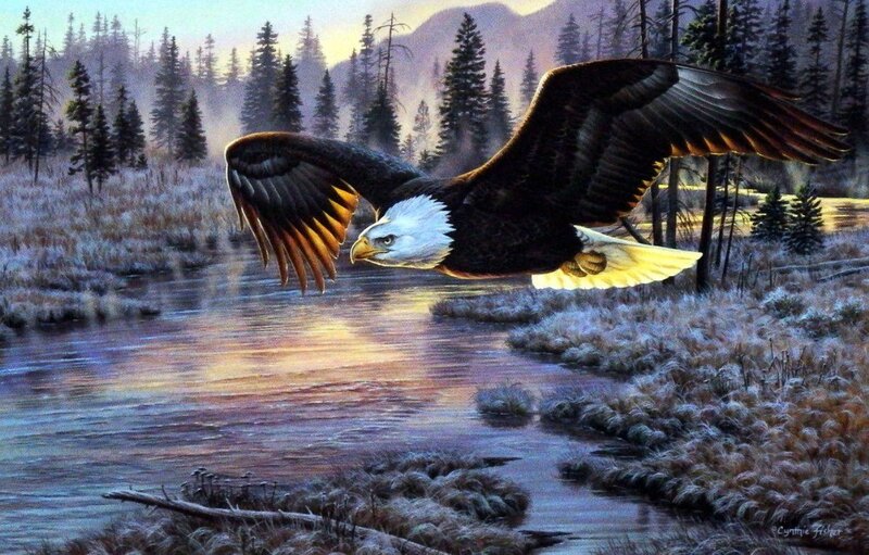 Bald Eagle in Flight — Brown, Serene, Sunrise