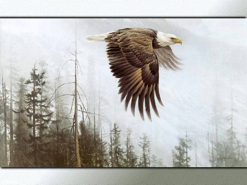 Bald Eagle in Flight — Brown, Serene