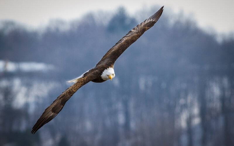 Bald Eagle in Flight — Brown, Serene, Winter, Photograph
