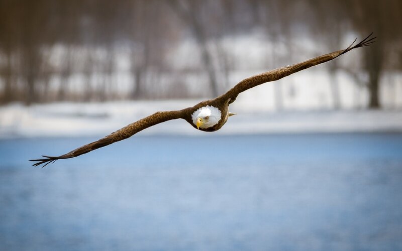 Bald Eagle in Flight — Brown, Serene, Winter