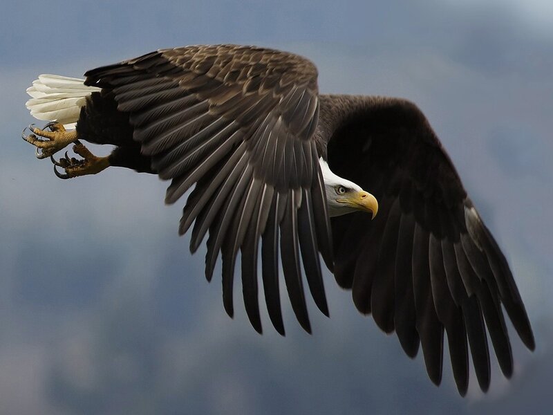 Bald Eagle in Flight — Brown