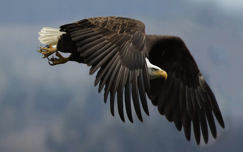 Bald Eagle in Flight — Claws