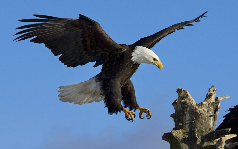 Bald Eagle in Flight — Dramatic