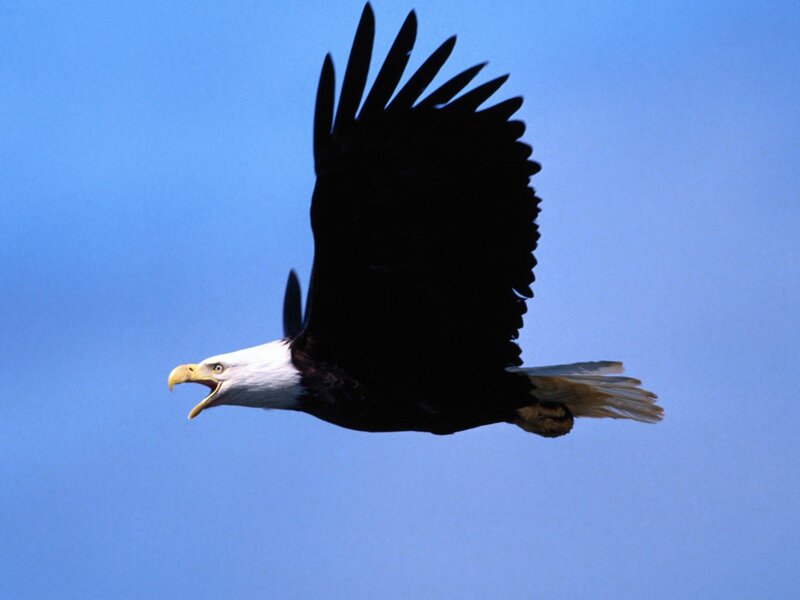 Bald Eagle in Flight — Dynamic