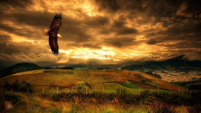 Bald Eagle in Flight — Gold, Dramatic